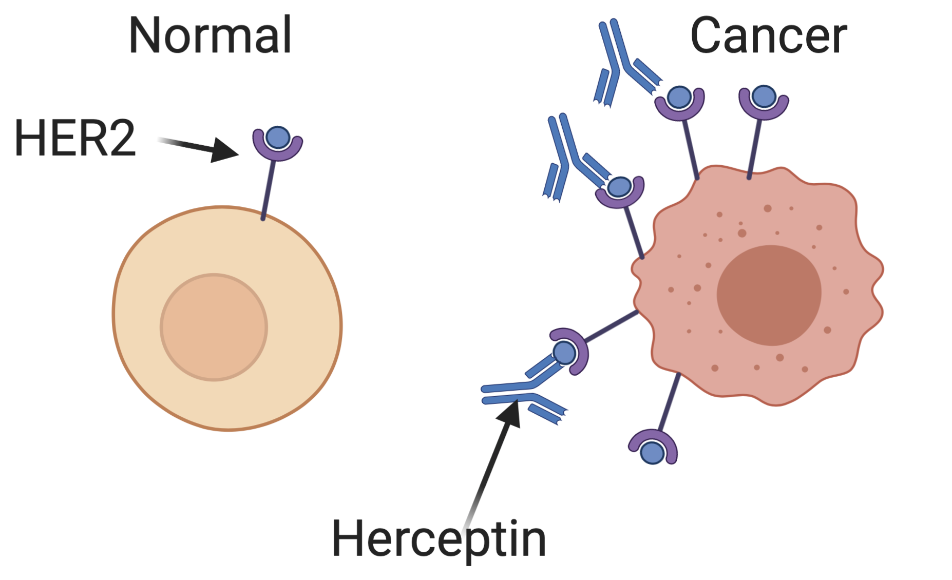 Her2 mechanism cartoon