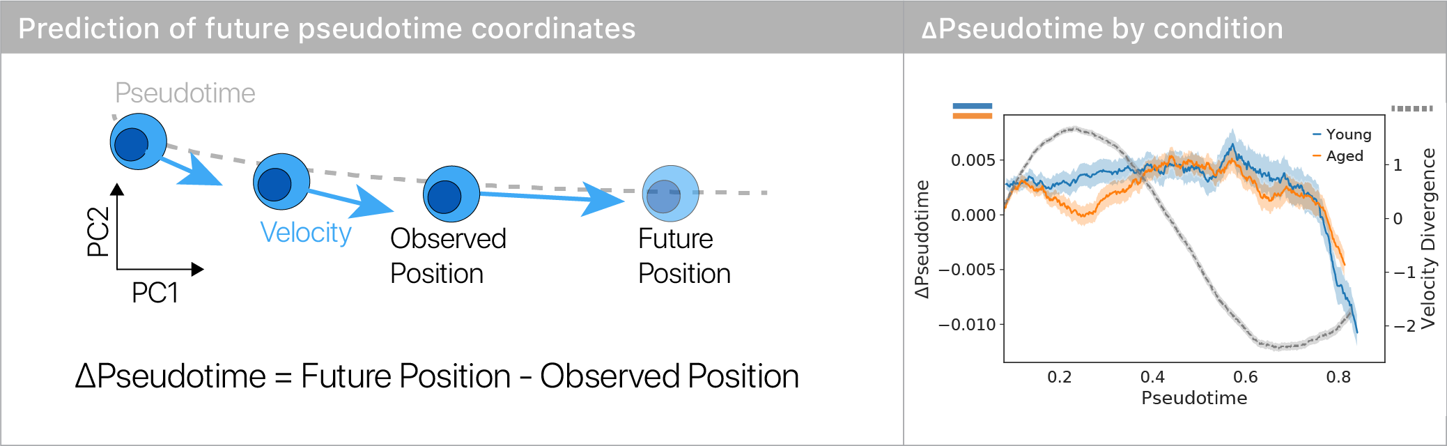 Delayed differentiation