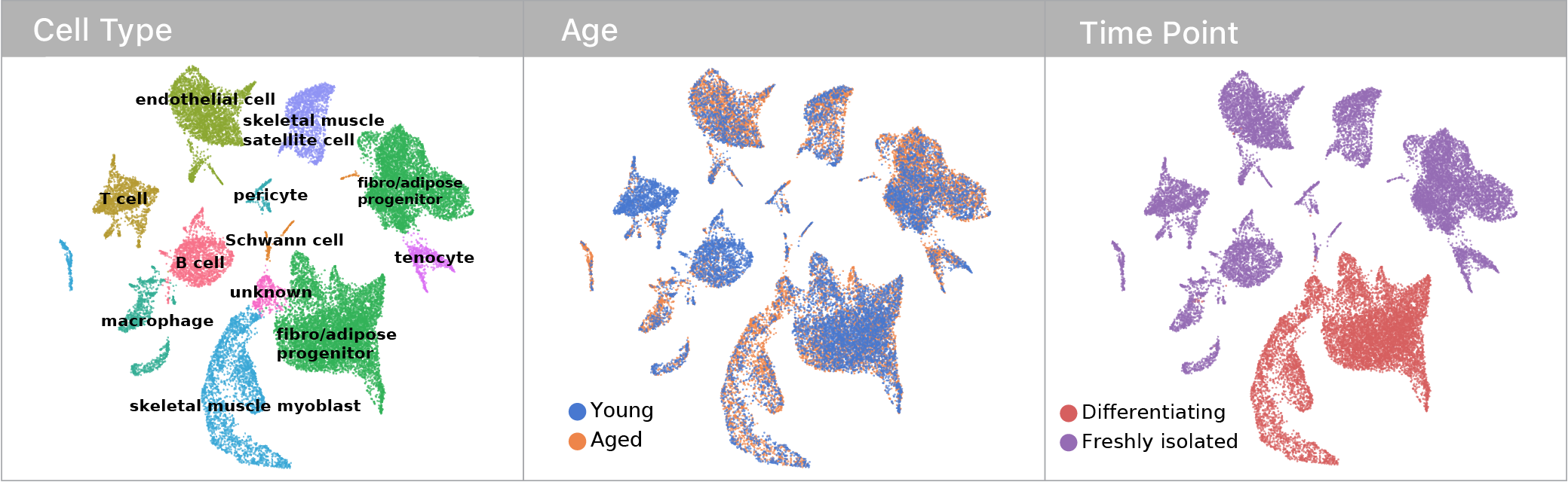 Single cell mRNA abundance profiles displayed in a UMAP projection colored by cell type