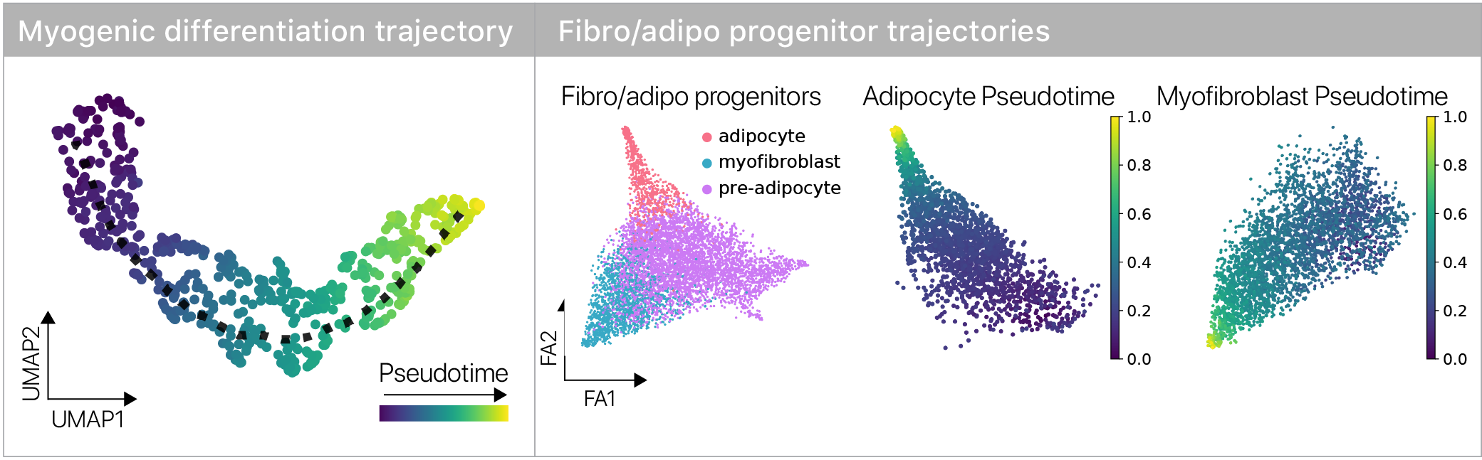 Pseudotime trajectories