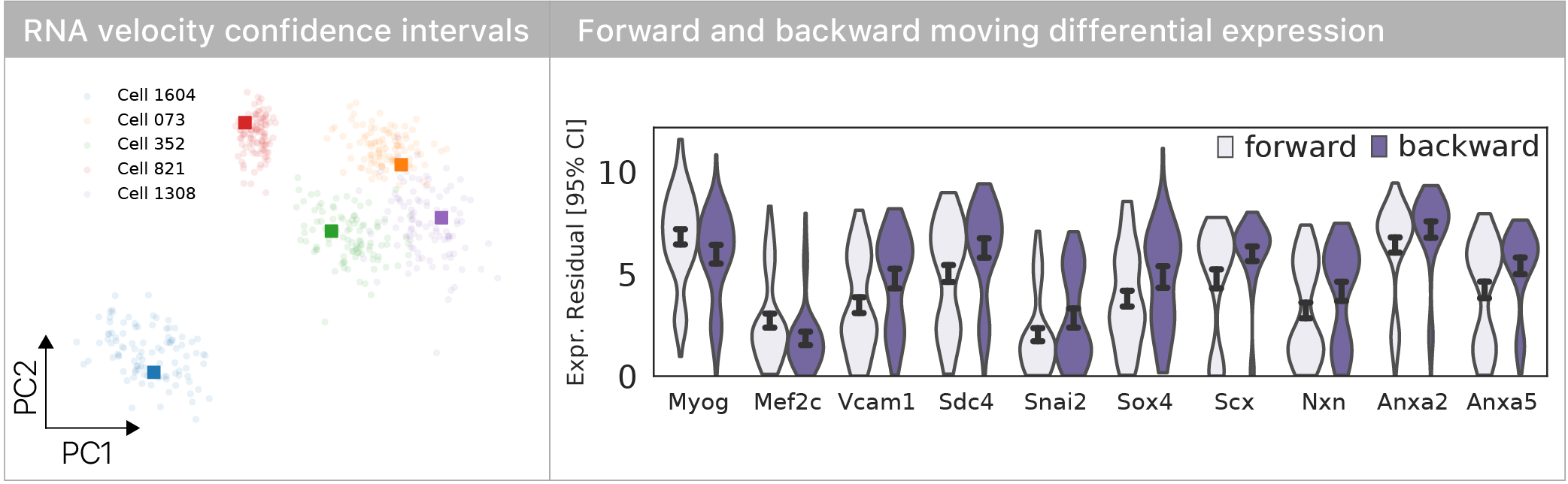 Myogenic determinants